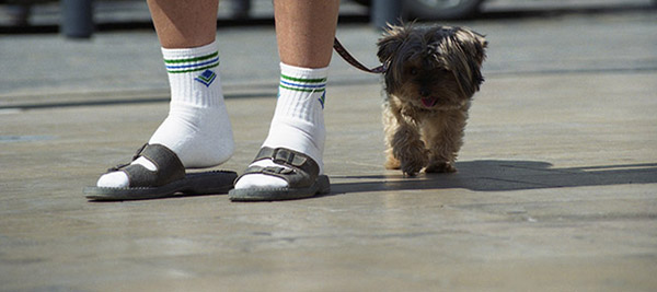 Even the dog can't believe he's wearing socks and sandals